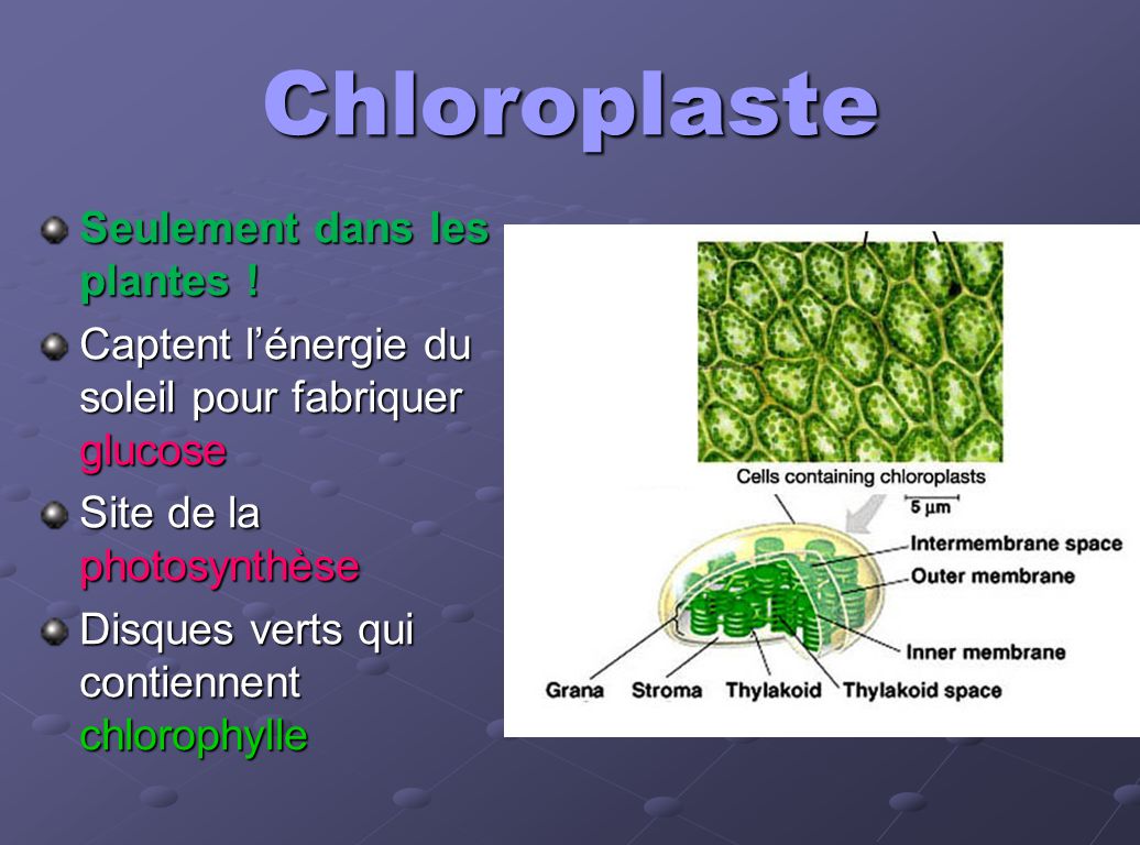 Хлорофилл содержат клетки. Хлорофилл в клетках мха содержат. Cell structure that produces glucose. Absorb Energy.