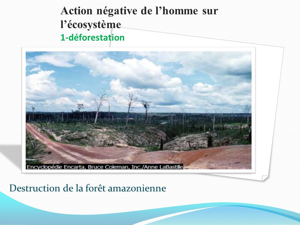 Action négative de l’homme sur l’écosystème 1-déforestation
