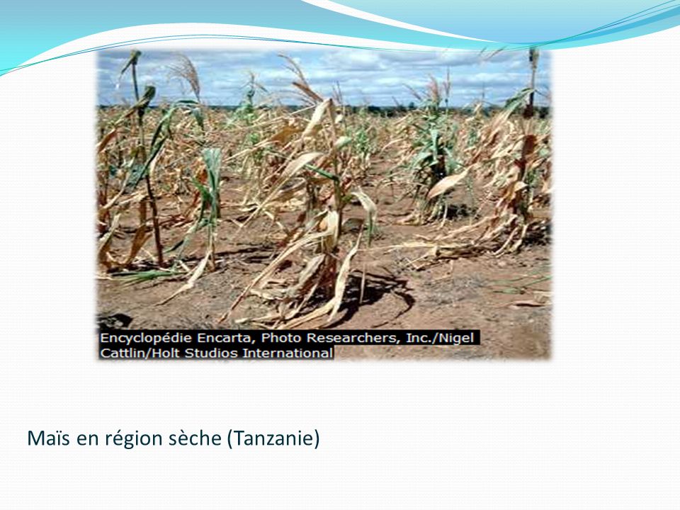 Maïs en région sèche (Tanzanie)