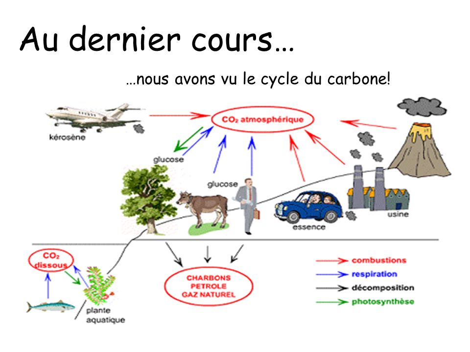 Au dernier cours… …nous avons vu le cycle du carbone!