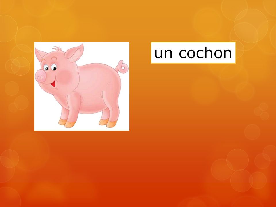 un cochon