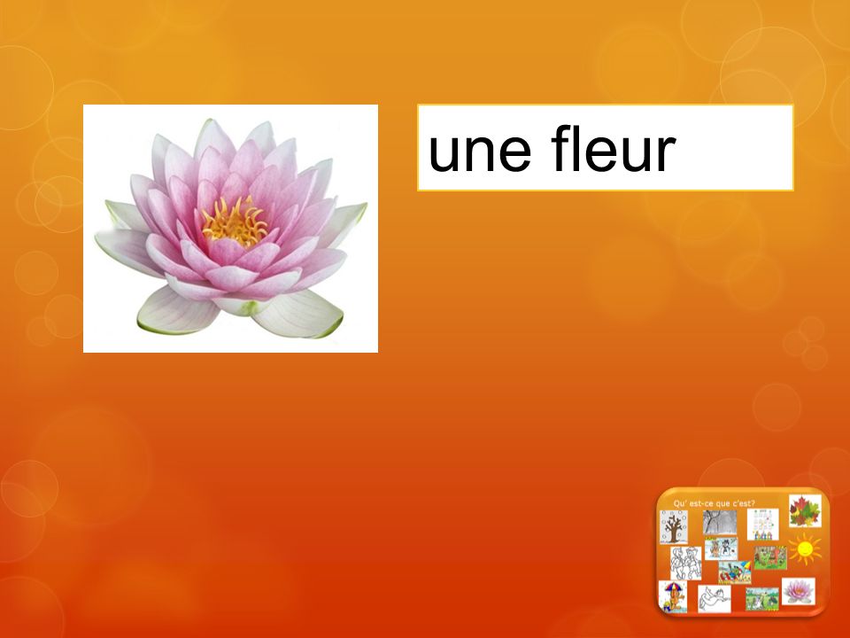 une fleur
