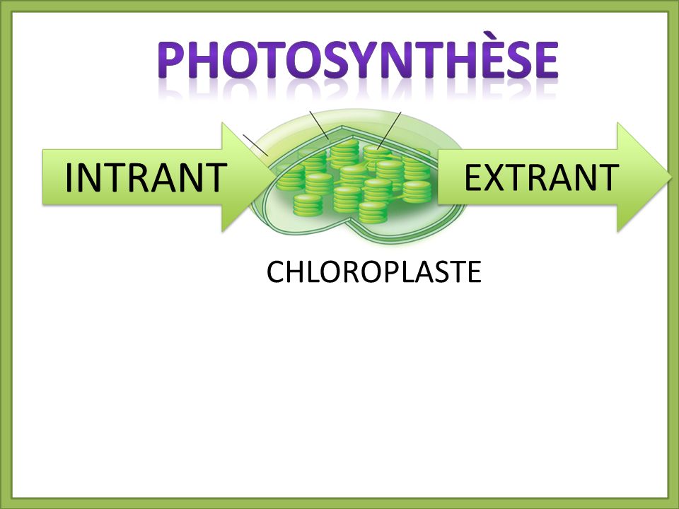 PhotosynthÈse INTRANT EXTRANT CHLOROPLASTE