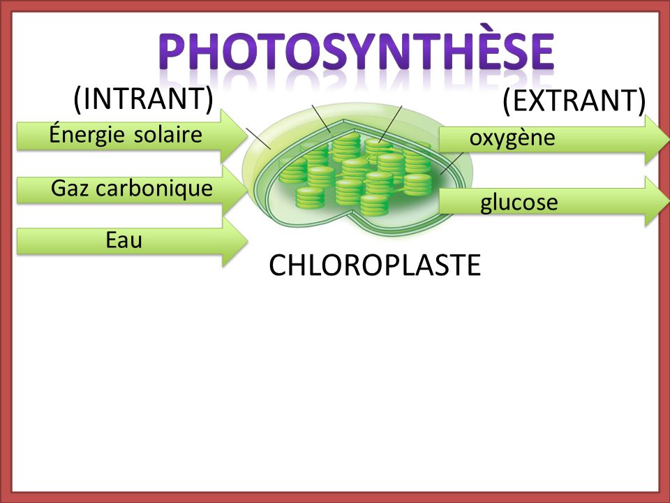 PhotosynthÈse (INTRANT) (EXTRANT) CHLOROPLASTE Énergie solaire oxygène