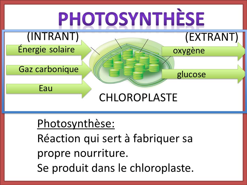 PhotosynthÈse (INTRANT) (EXTRANT) CHLOROPLASTE Photosynthèse: