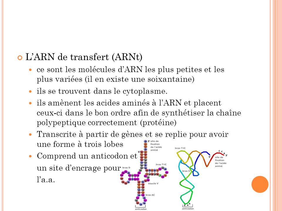 L’ARN de transfert (ARNt)