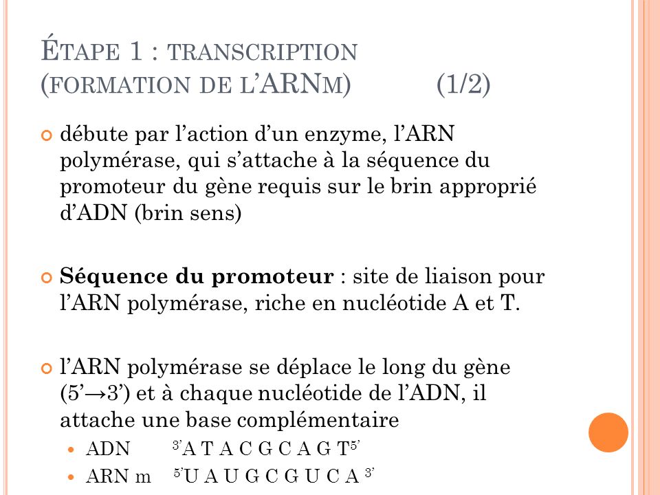 Étape 1 : transcription (formation de l’ARNm) (1/2)