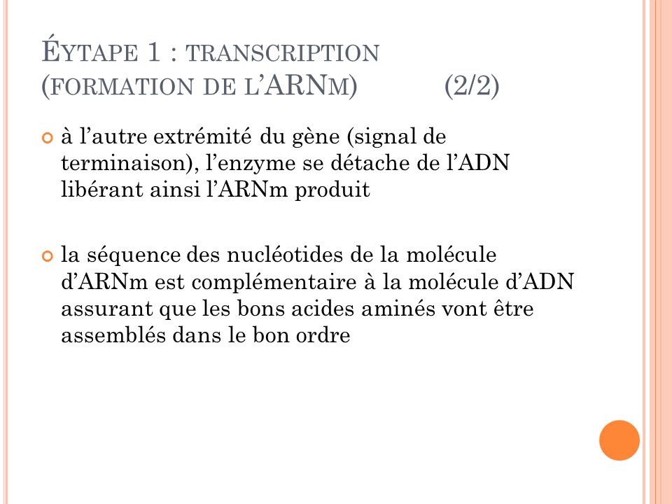 Éytape 1 : transcription (formation de l’ARNm) (2/2)