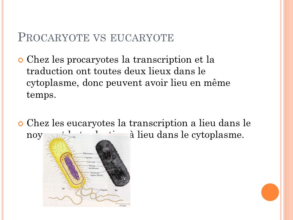 Procaryote vs eucaryote