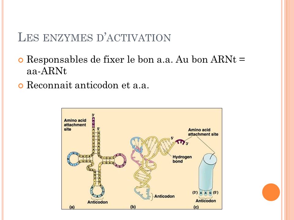 Les enzymes d’activation