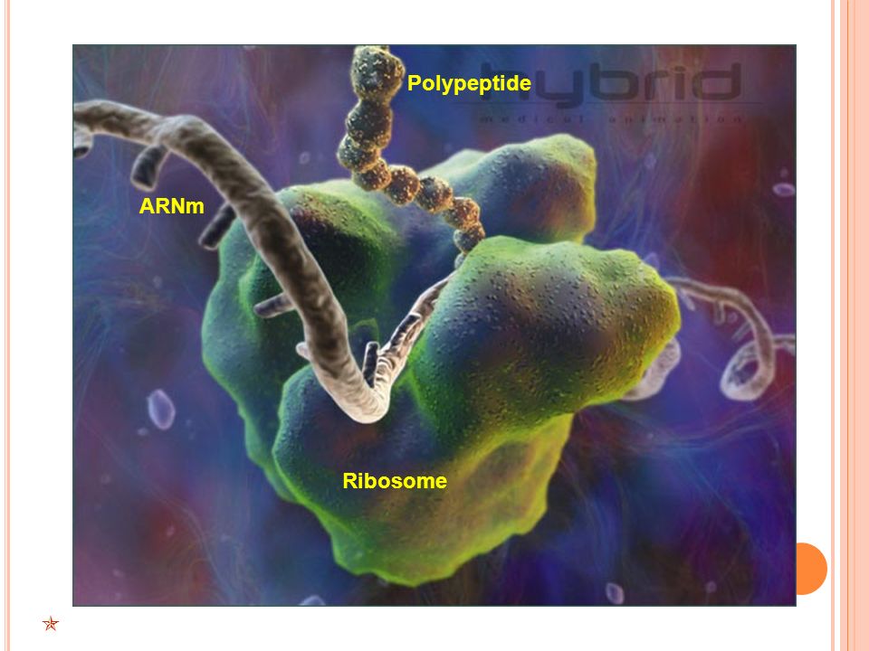 Polypeptide ARNm Ribosome 