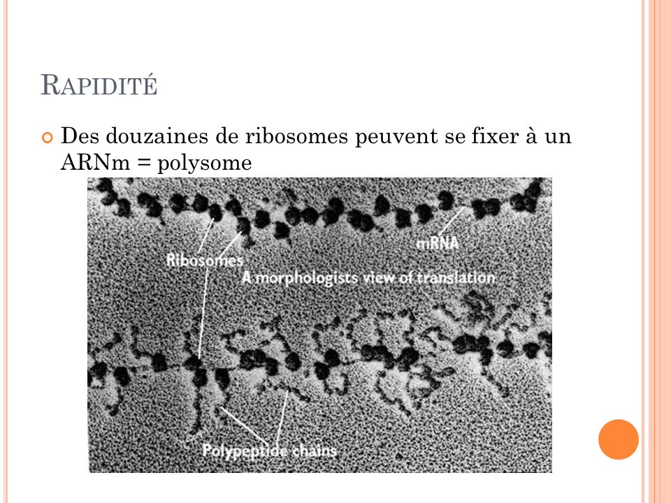 Rapidité Des douzaines de ribosomes peuvent se fixer à un ARNm = polysome