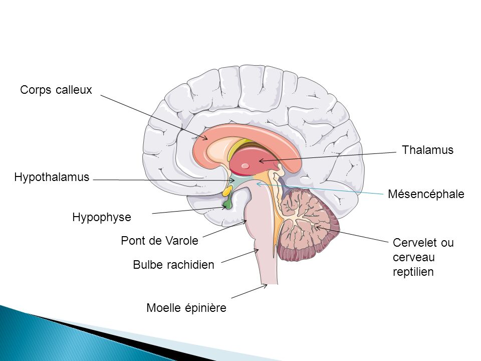 Corps calleux Thalamus. Hypothalamus. Mésencéphale. Hypophyse. Pont de Varole. Cervelet ou cerveau reptilien.