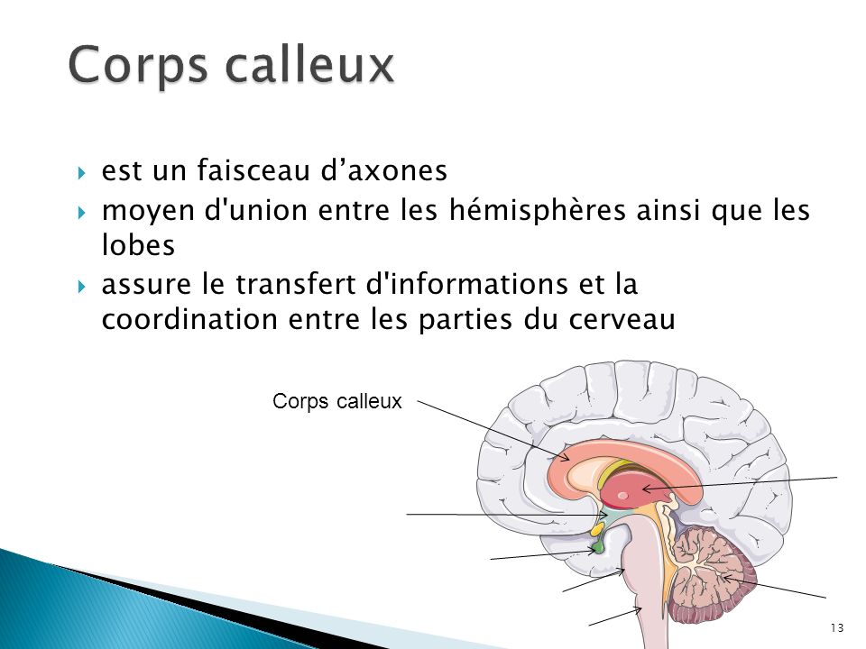Corps calleux est un faisceau d’axones