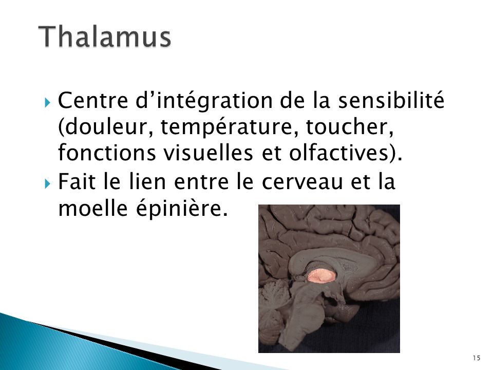 Thalamus Centre d’intégration de la sensibilité (douleur, température, toucher, fonctions visuelles et olfactives).