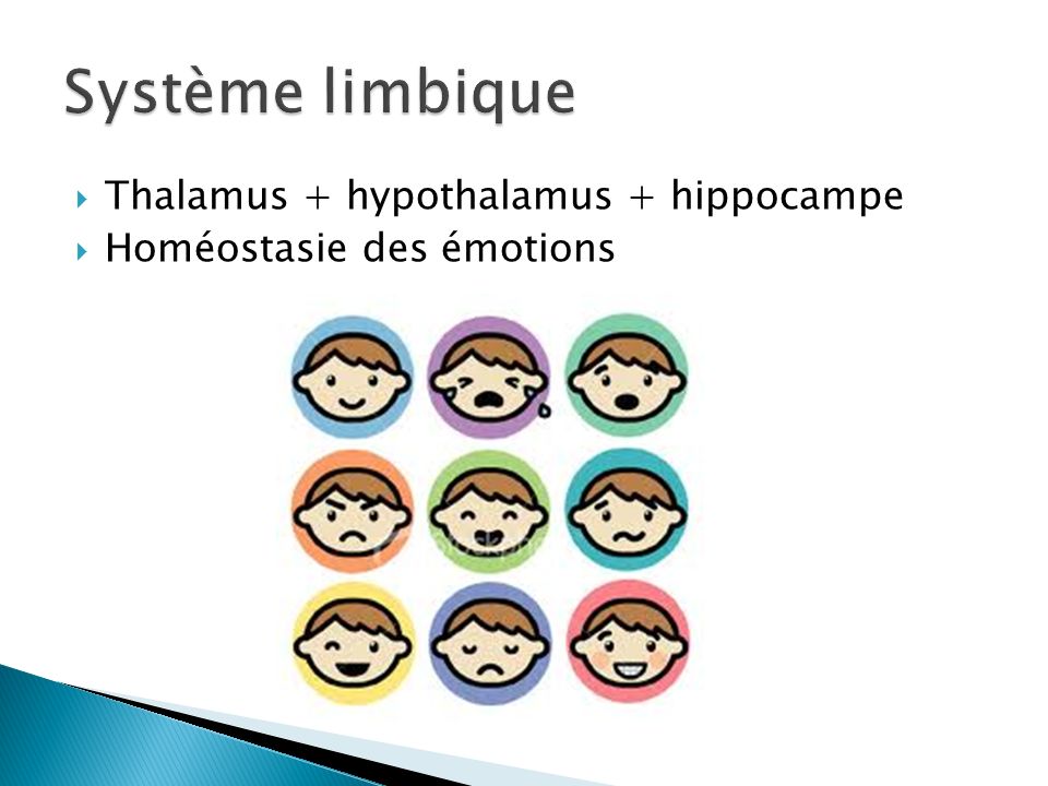 Système limbique Thalamus + hypothalamus + hippocampe