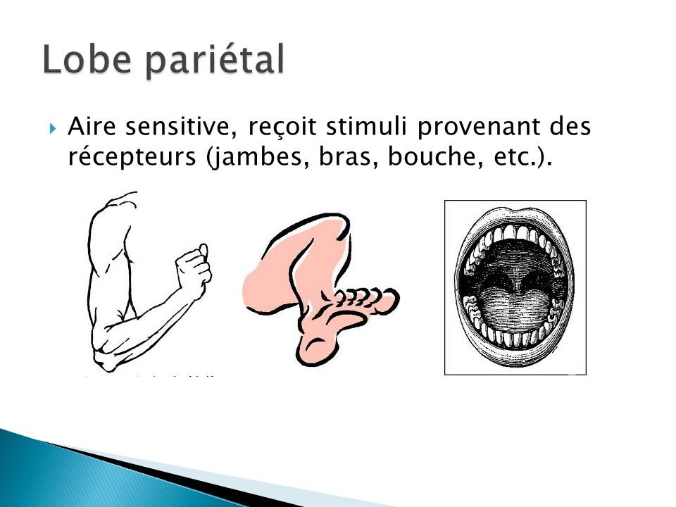 Lobe pariétal Aire sensitive, reçoit stimuli provenant des récepteurs (jambes, bras, bouche, etc.).