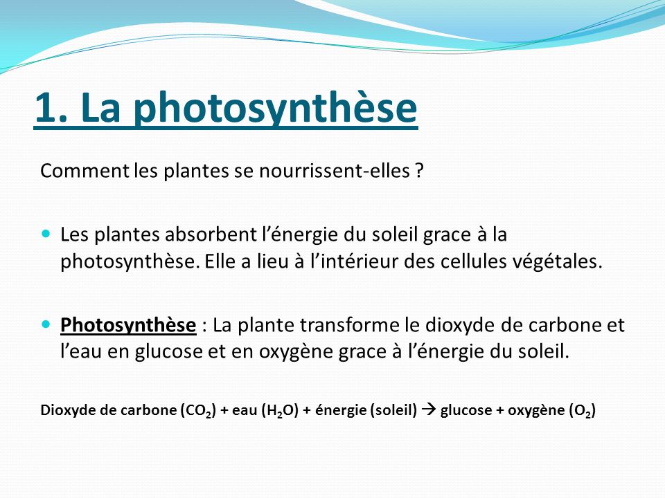 1. La photosynthèse Comment les plantes se nourrissent-elles