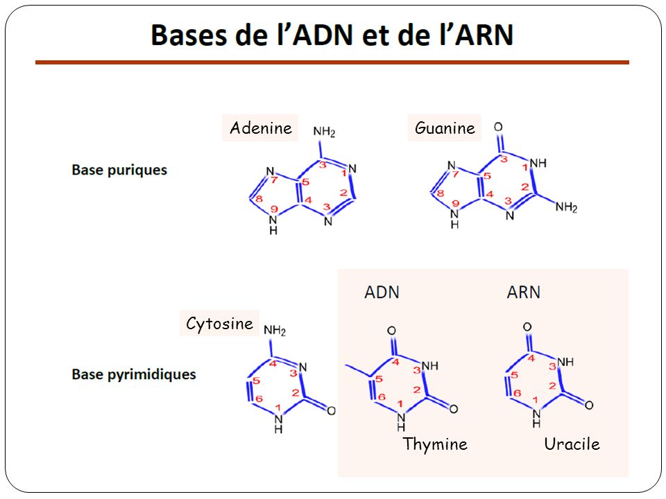 Рнк аденин тимин. Тимин гуанин цитозин Тимин. Adenine thymine. Аденин гуанин. Adenine guanine cytosine thymine.