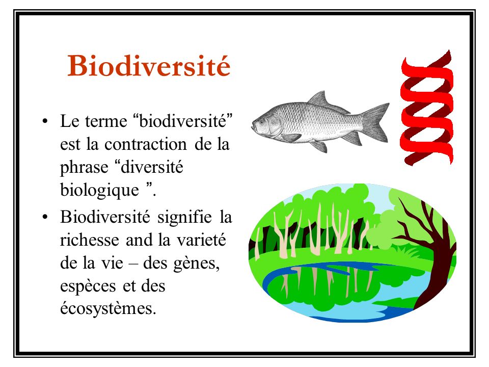 Biodiversité Le terme biodiversité est la contraction de la phrase diversité biologique .