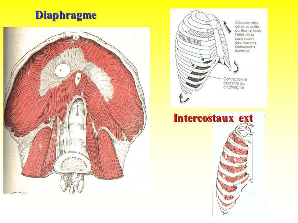Diaphragme Intercostaux ext