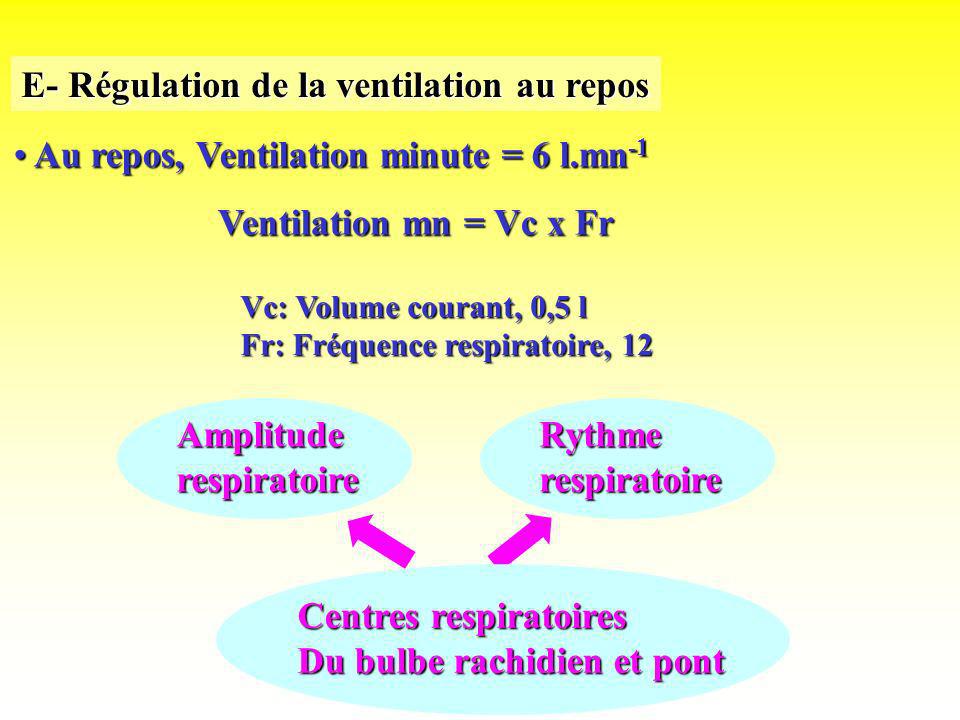 E- Régulation de la ventilation au repos