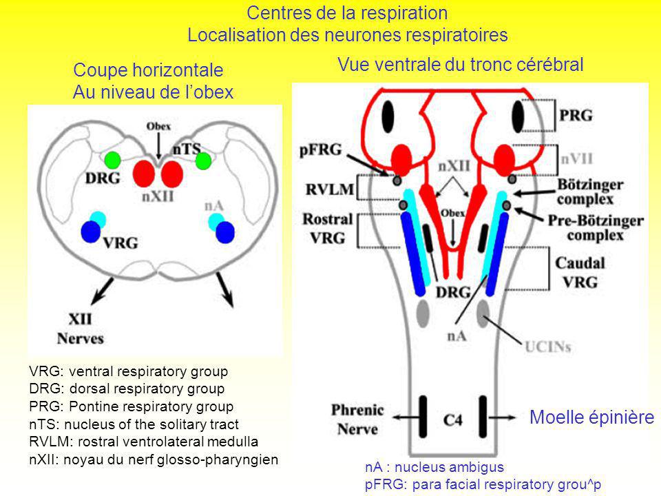 Centres de la respiration Localisation des neurones respiratoires