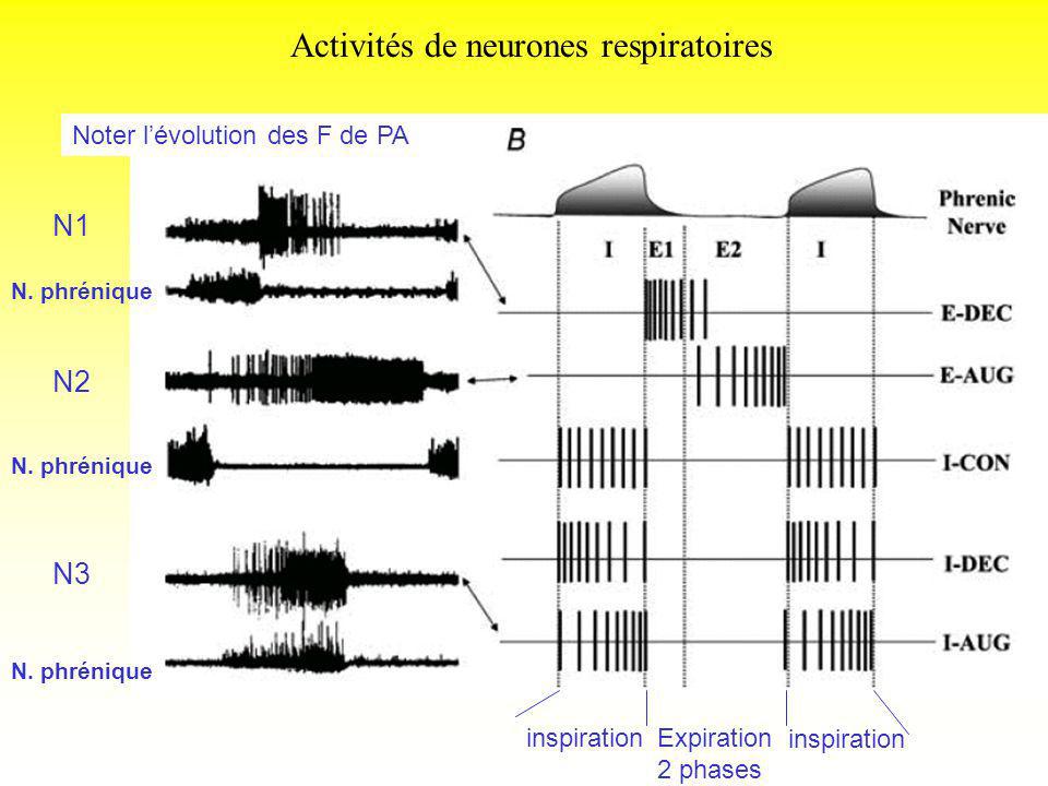 Activités de neurones respiratoires