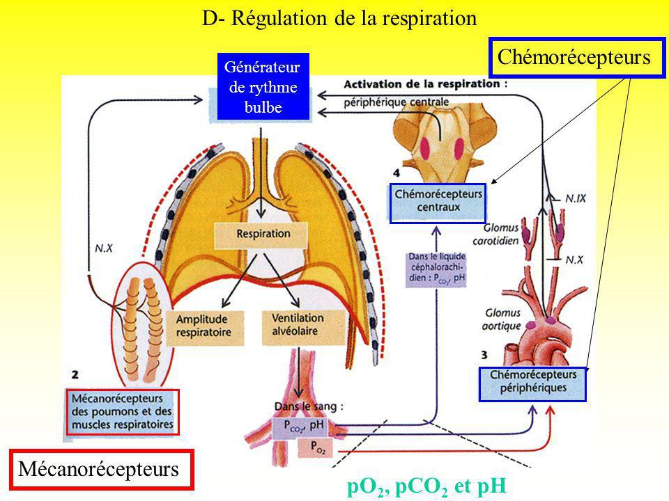 D- Régulation de la respiration