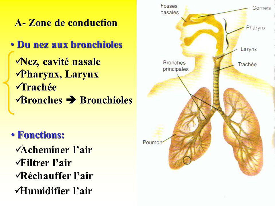 A- Zone de conduction Du nez aux bronchioles. Nez, cavité nasale. Pharynx, Larynx. Trachée. Bronches  Bronchioles.