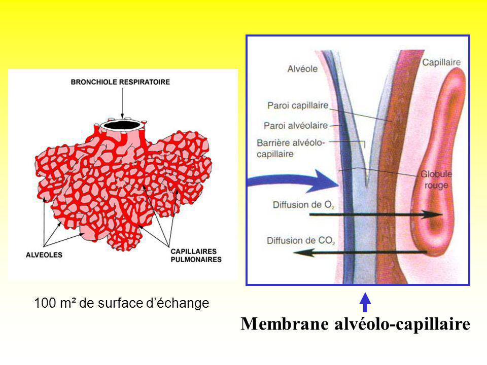 Membrane alvéolo-capillaire