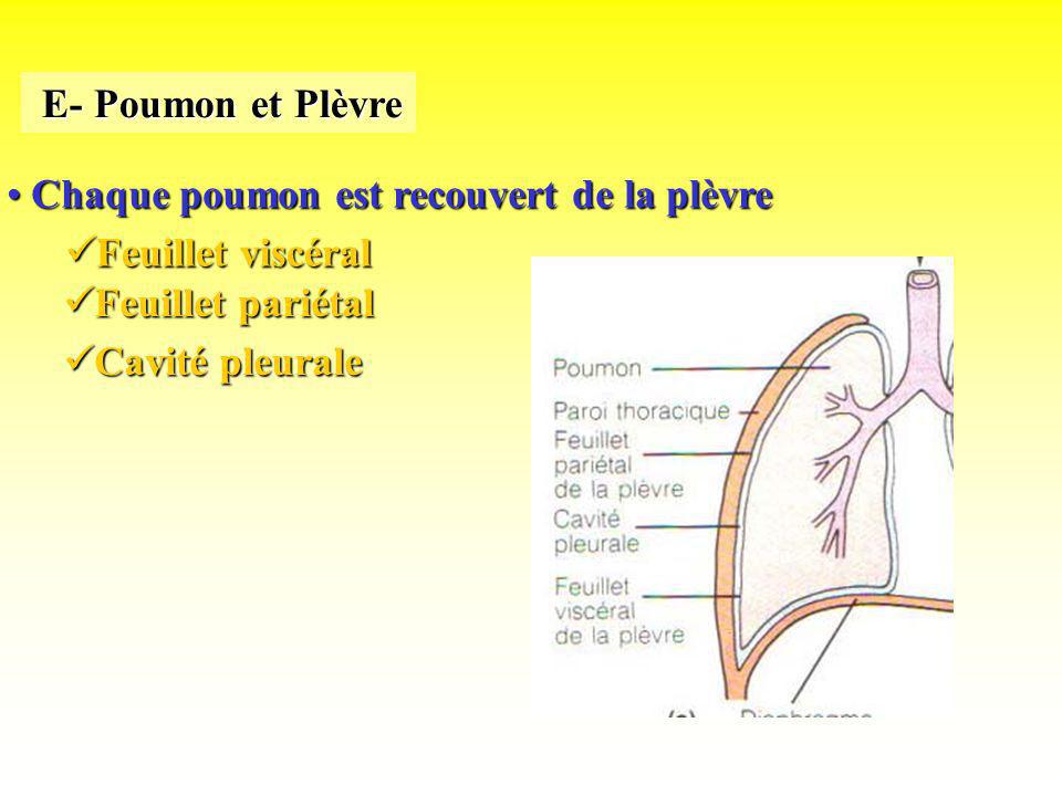 E- Poumon et Plèvre Chaque poumon est recouvert de la plèvre. Feuillet viscéral. Feuillet pariétal.