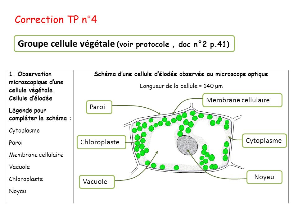 Sch Ma Dune Cellule D Lod E Observ E Au Microscope Optique Ppt