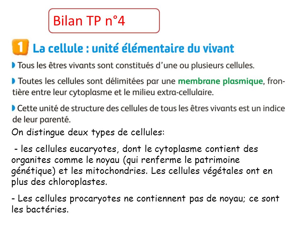Bilan TP n°4 On distingue deux types de cellules: