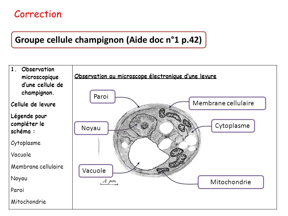 Groupe cellule champignon (Aide doc n°1 p.42)