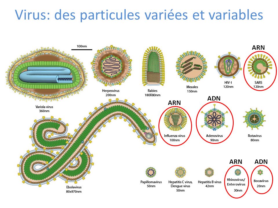 Virus: des particules variées et variables