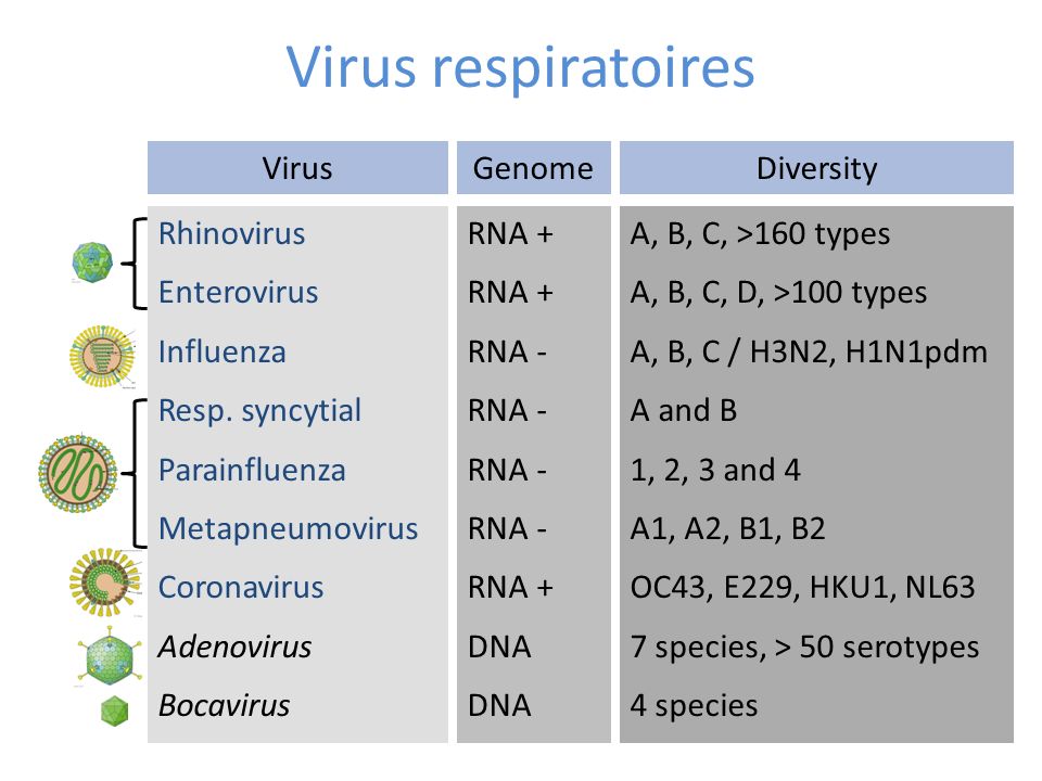 Virus respiratoires Virus Genome Diversity Rhinovirus Enterovirus