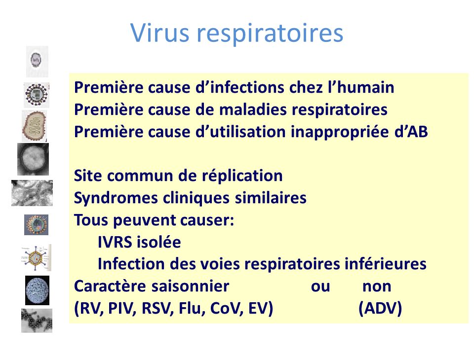 Virus respiratoires Première cause d’infections chez l’humain