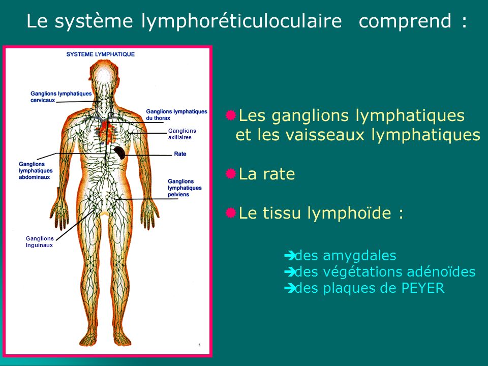 Le système lymphoréticuloculaire comprend :