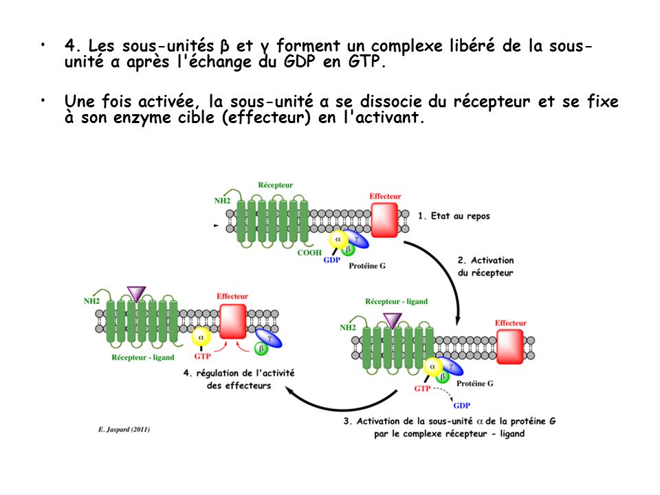 Après l'activation de sa protéine G, le récepteur va subir des changements  : il se désensibilise