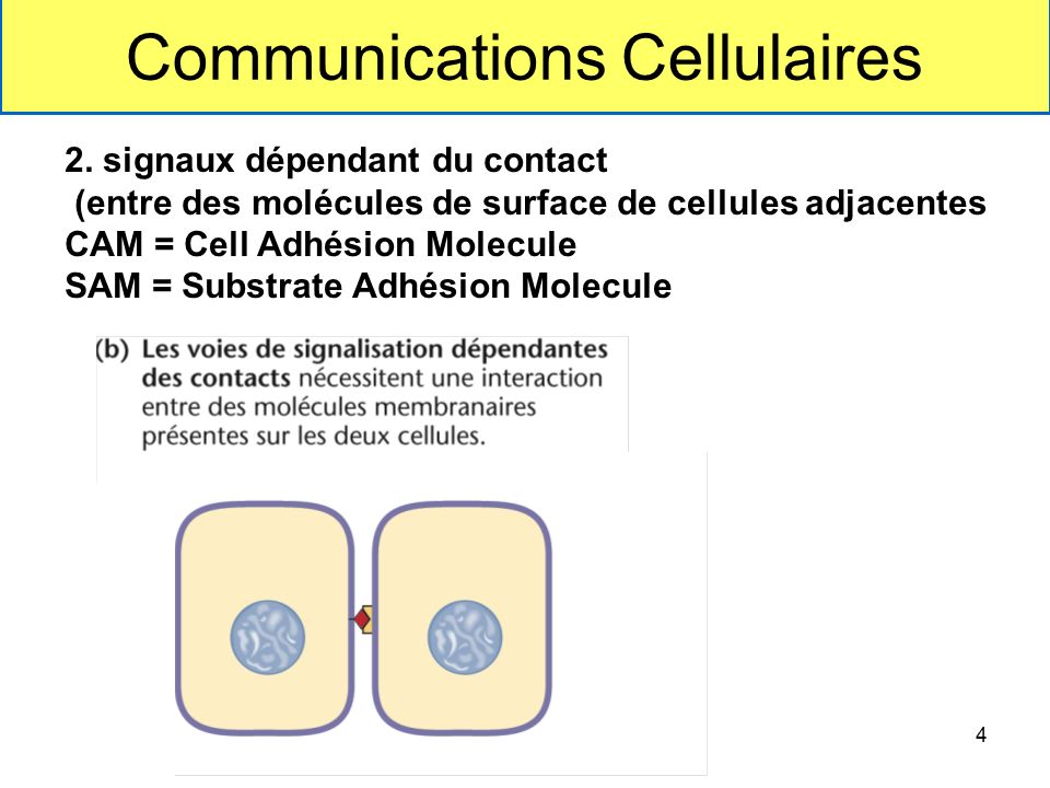 La communication cellulaire. Un monde de récepteurs biologiques - Éditions  Matériologiques