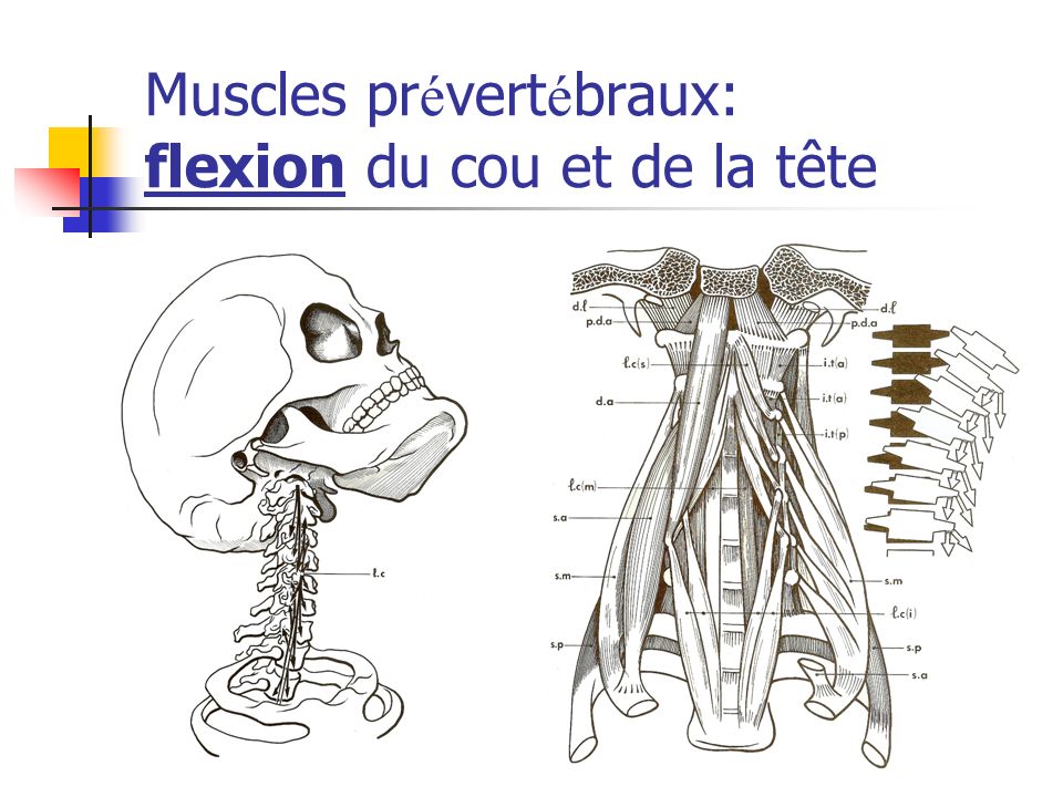Anatomie détaillée des muscles du dos